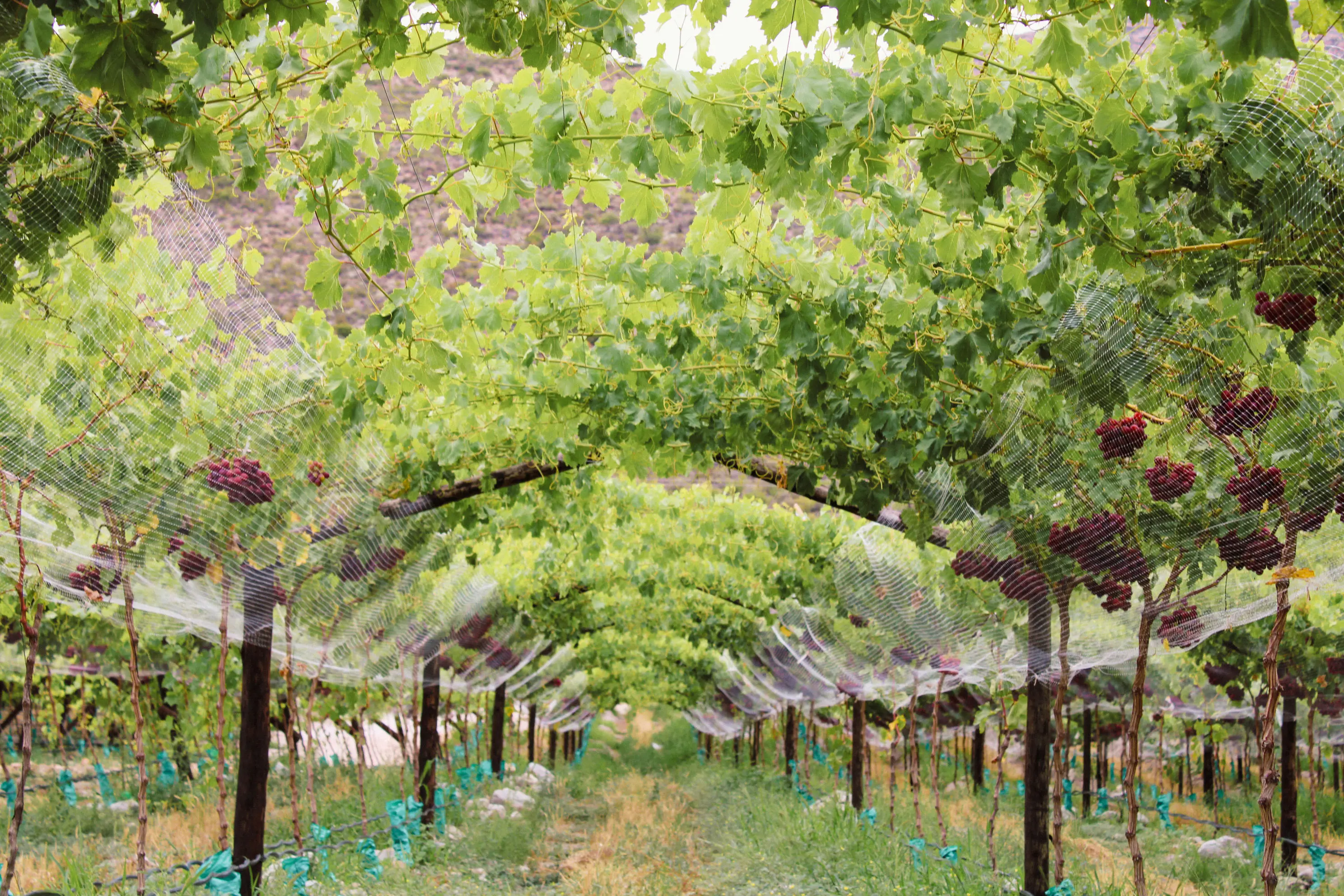 South African farmland landscape