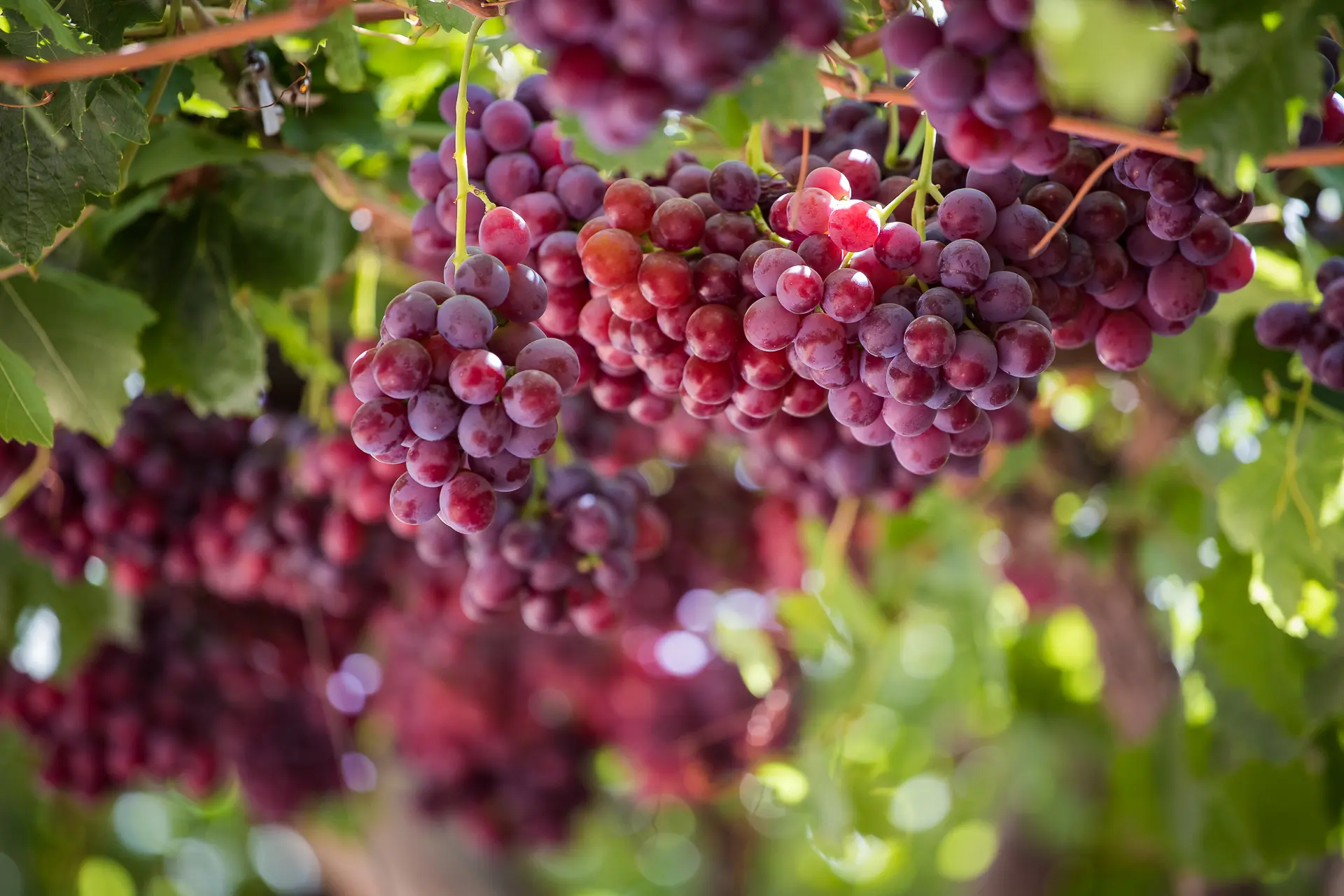 Red grapes on the vine