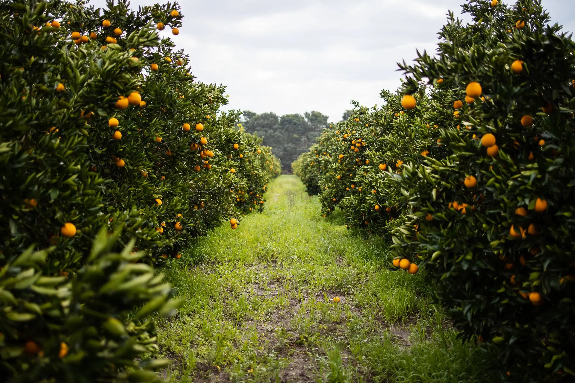 Orange orchard