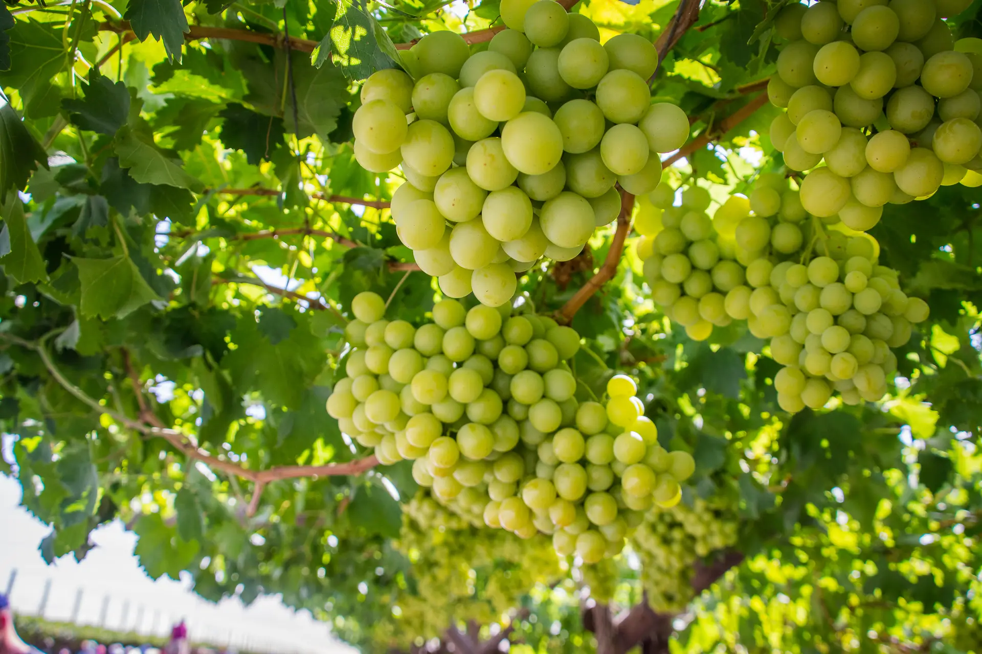 Green grapes on the vine